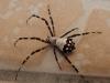 Argiope argentata